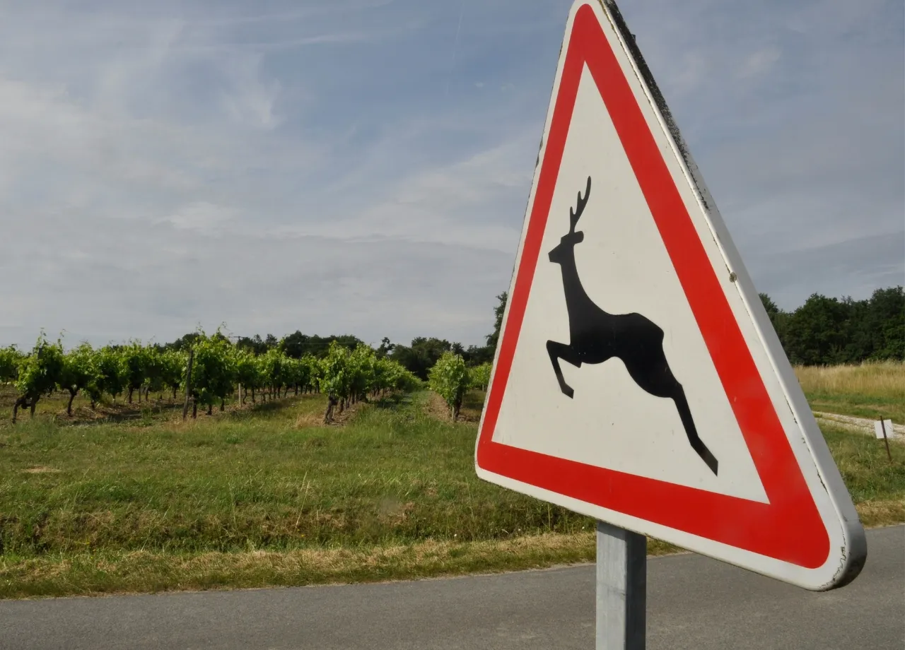 Zeitumstellung und Wildwechsel: Worauf Autofahrer achten sollten